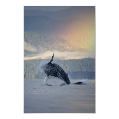 USA Alaska Angoon Humpback Whale Megaptera Photo Print