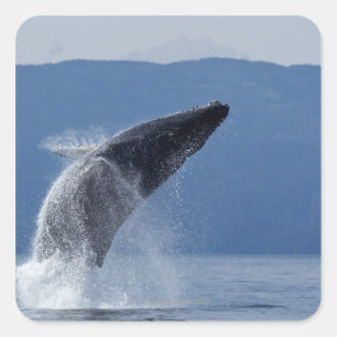 USA, Alaska, Angoon, Humpback Whale (Megaptera Square Sticker