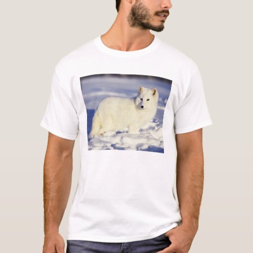USA Alaska Arctic fox in winter coat Credit T_Shirt