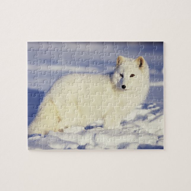 USA, Alaska. Arctic fox in winter coat Jigsaw Puzzle (Horizontal)