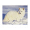 USA, Alaska. Arctic fox in winter coat
