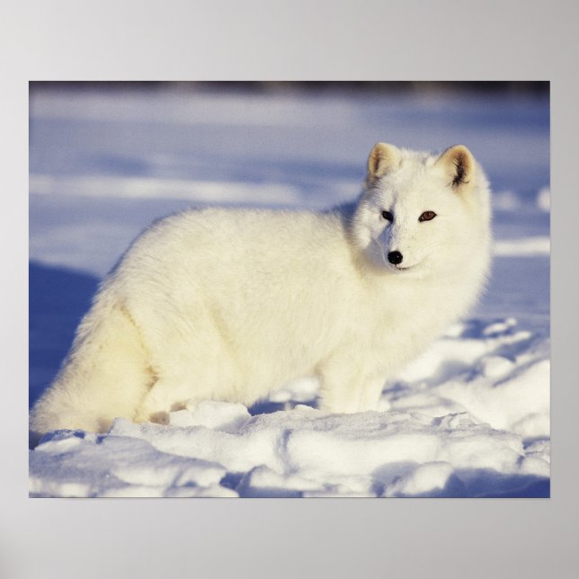 USA, Alaska. Arctic fox in winter coat Poster (Front)