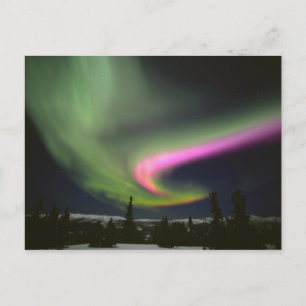 USA, Alaska, Chena Hot Springs. Aurora 2 Postcard