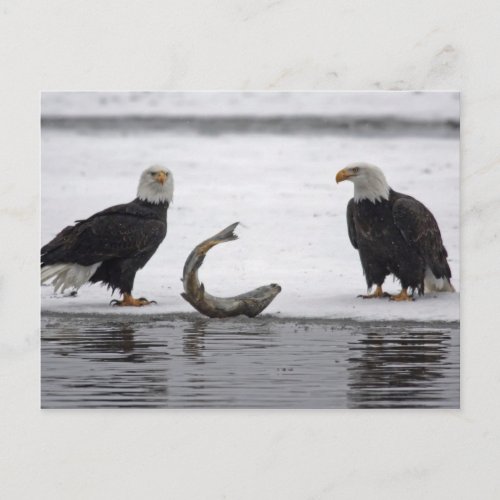 USA Alaska Chilkat Bald Eagle Preserve Pair Postcard
