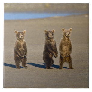 USA. Alaska. Coastal Brown Bear cubs Ceramic Tile