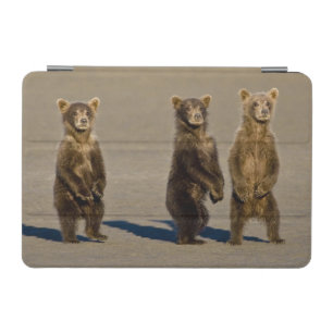 USA. Alaska. Coastal Brown Bear cubs iPad Mini Cover