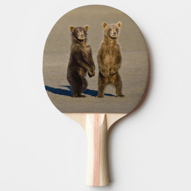 USA. Alaska. Coastal Brown Bear cubs Ping-Pong Paddle (Front)