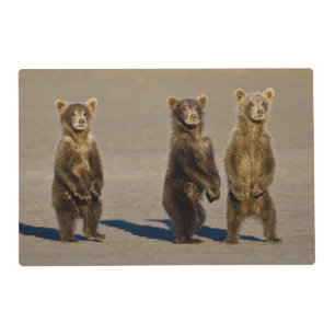 USA. Alaska. Coastal Brown Bear cubs Placemat