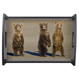 USA. Alaska. Coastal Brown Bear cubs Serving Tray