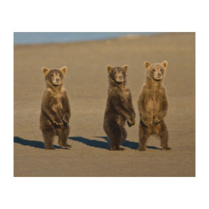USA. Alaska. Coastal Brown Bear cubs Wood Wall Decor