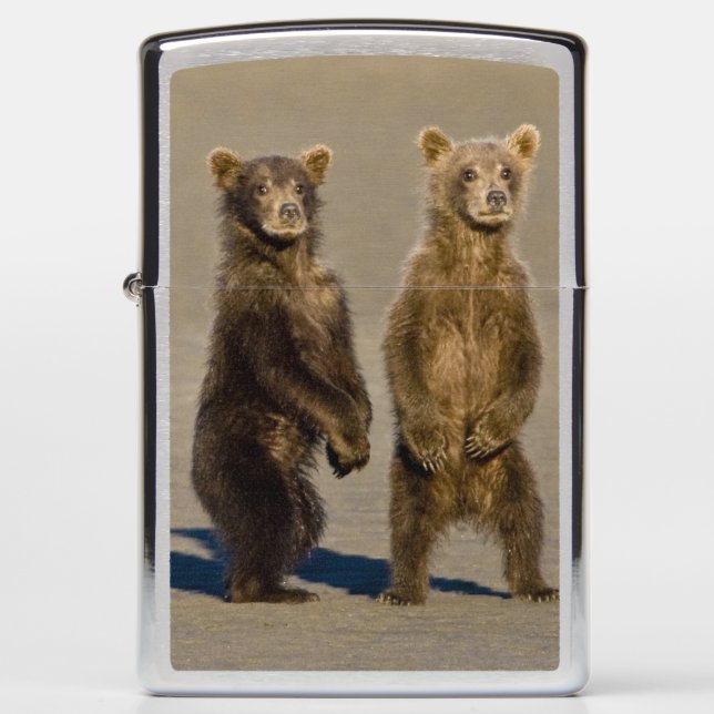 USA. Alaska. Coastal Brown Bear cubs Zippo Lighter (Front)