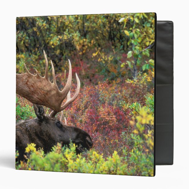 USA, Alaska, Denali National Park, Bull Moose 3 Ring Binder (Front/Inside)
