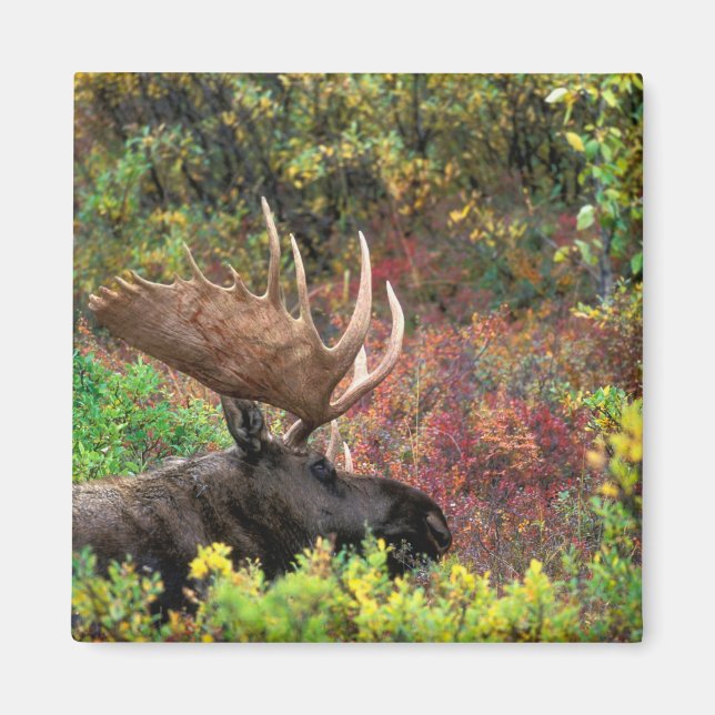 USA, Alaska, Denali National Park, Bull Moose Magnet (Front)