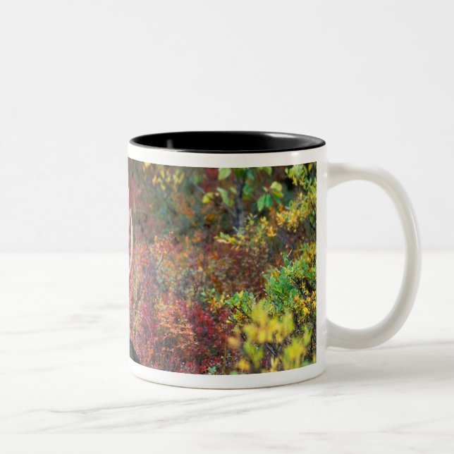 USA, Alaska, Denali National Park, Bull Moose Two-Tone Coffee Mug (Right)