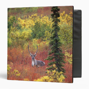 USA, Alaska, Denali National Park. Caribou 3 Ring Binder