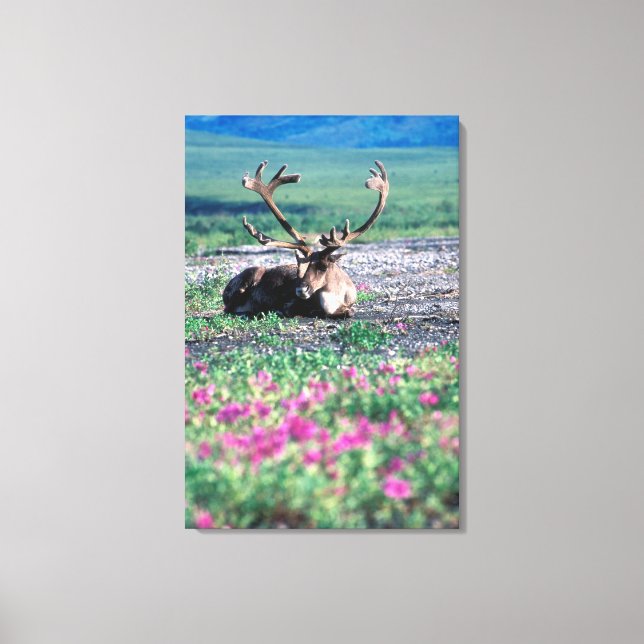 USA, Alaska, Denali National Park, Caribou Canvas Print (Front)