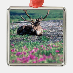 USA, Alaska, Denali National Park, Caribou Metal Ornament