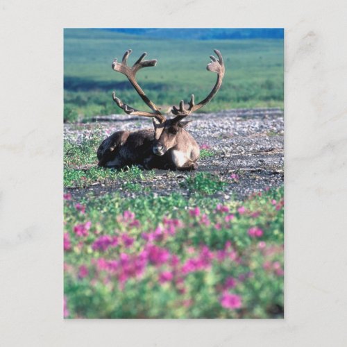 USA Alaska Denali National Park Caribou Postcard