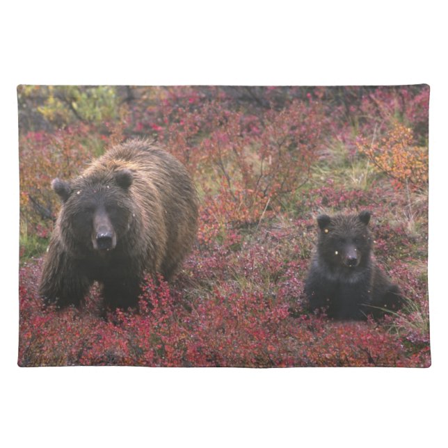 USA, Alaska, Denali National Park. Grizzly bear Cloth Placemat (Front)