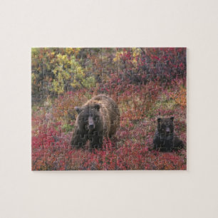 USA, Alaska, Denali National Park. Grizzly bear Jigsaw Puzzle