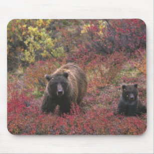 USA, Alaska, Denali National Park. Grizzly bear Mouse Pad