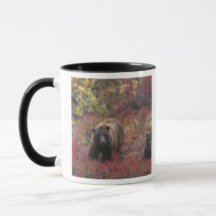 USA, Alaska, Denali National Park. Grizzly bear Mug