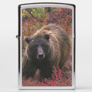 USA, Alaska, Denali National Park. Grizzly bear Zippo Lighter