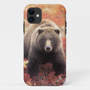 USA, Alaska, Denali NP, female Grizzly Bear iPhone 11 Case