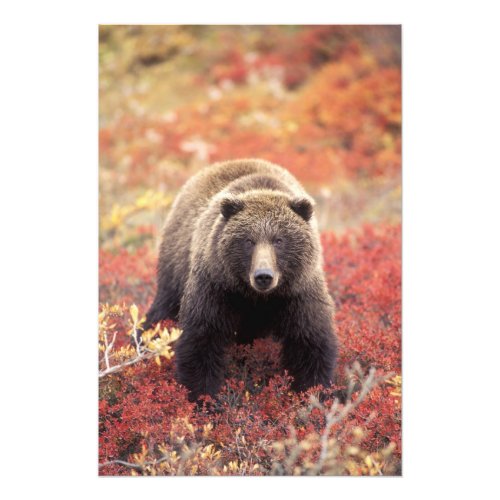 USA Alaska Denali NP female Grizzly Bear Photo Print