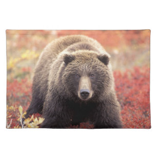 USA, Alaska, Denali NP, female Grizzly Bear Placemat
