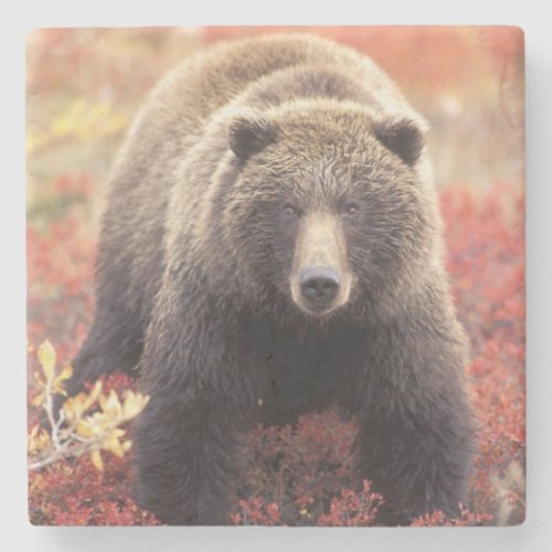 USA Alaska Denali NP female Grizzly Bear Stone Coaster