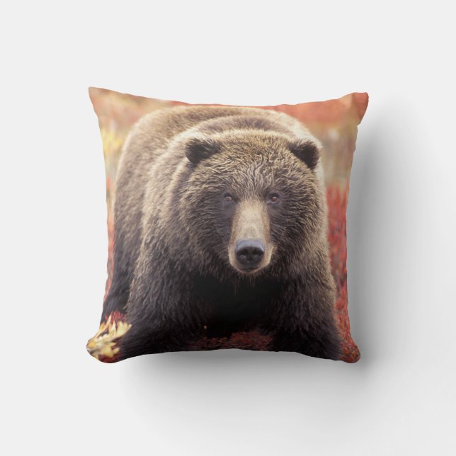 USA, Alaska, Denali NP, female Grizzly Bear Throw Pillow (Front)