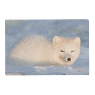 USA, Alaska, Fox Placemat
