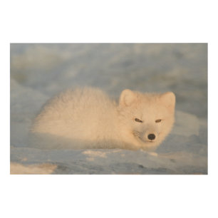 USA, Alaska, Fox Wood Wall Decor