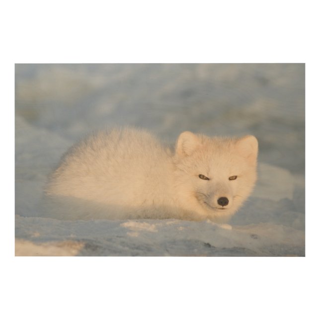 USA, Alaska, Fox Wood Wall Decor (Front)
