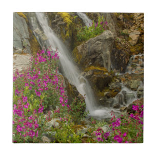 USA, Alaska, Glacier Bay National Park. Fireweed Tile