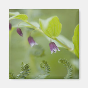 USA, Alaska, Glacier Bay National Park. Magnet
