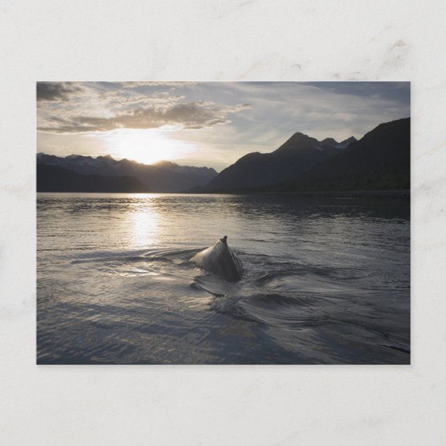 USA, Alaska, Glacier Bay National Park, Postcard (Front)