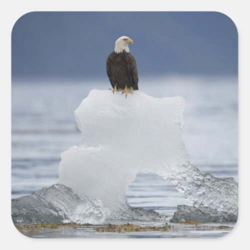 USA Alaska Holkham Bay Bald Eagle Square Sticker