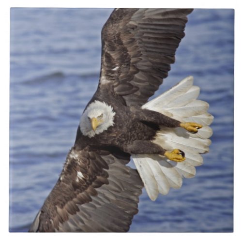 USA Alaska Homer Bald eagle diving above Tile