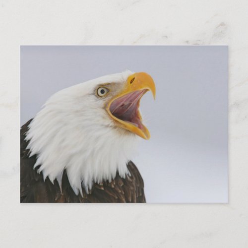 USA Alaska Homer Bald eagle screaming Credit Postcard