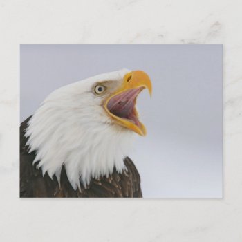 Usa  Alaska  Homer. Bald Eagle Screaming. Credit Postcard by theworldofanimals at Zazzle