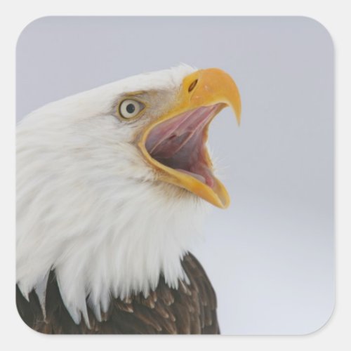 USA Alaska Homer Bald eagle screaming Credit Square Sticker