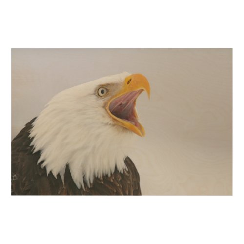 USA Alaska Homer Bald eagle screaming Credit Wood Wall Art