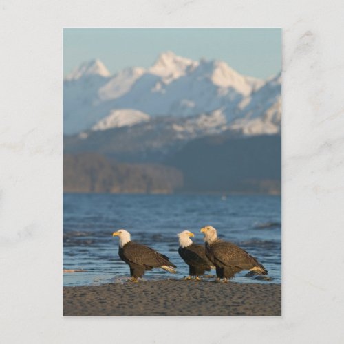 USA Alaska Homer Bald Eagles Haliaeetus Postcard