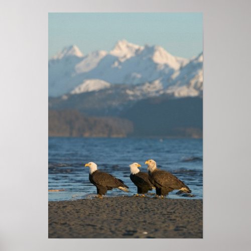 USA Alaska Homer Bald Eagles Haliaeetus Poster
