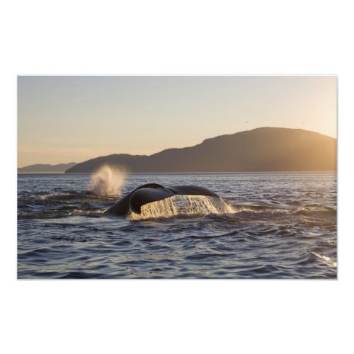 USA Alaska Humpback Whale Megaptera Photo Print
