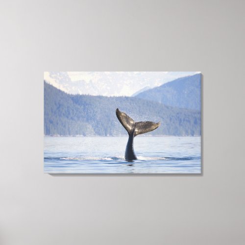 USA Alaska Icy Strait Humpback Whale calf Canvas Print