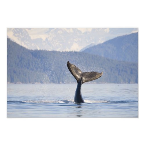 USA Alaska Icy Strait Humpback Whale calf Photo Print