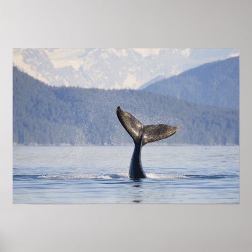 USA Alaska Icy Strait Humpback Whale calf Poster